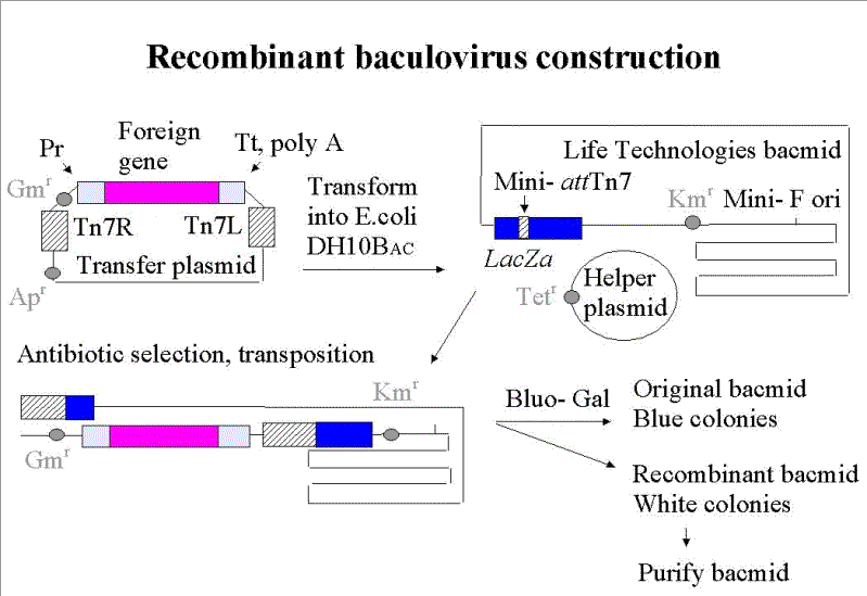 Institute Of Cancer Research Structural Biology Baculovirus